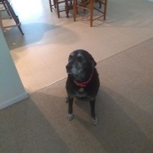 Meet your Posher, Misty